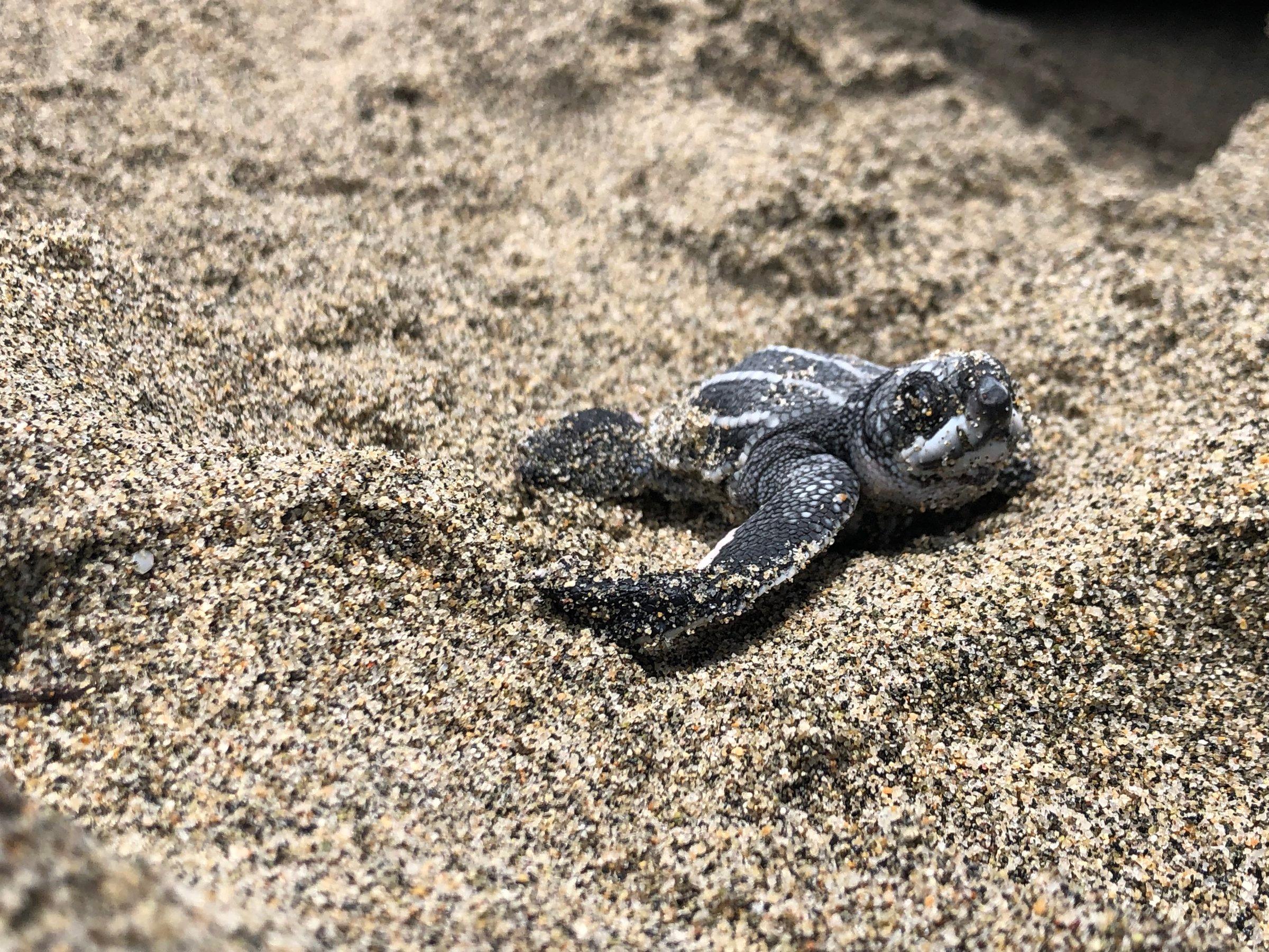 Cría de tortuga laúd en la arena