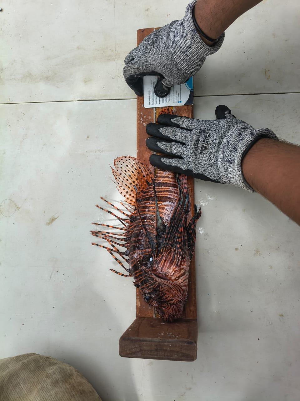 Medición de un pez león para el registro