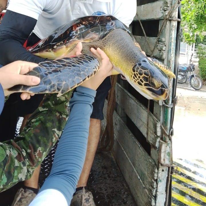 Tortuga marina en manos del equipo