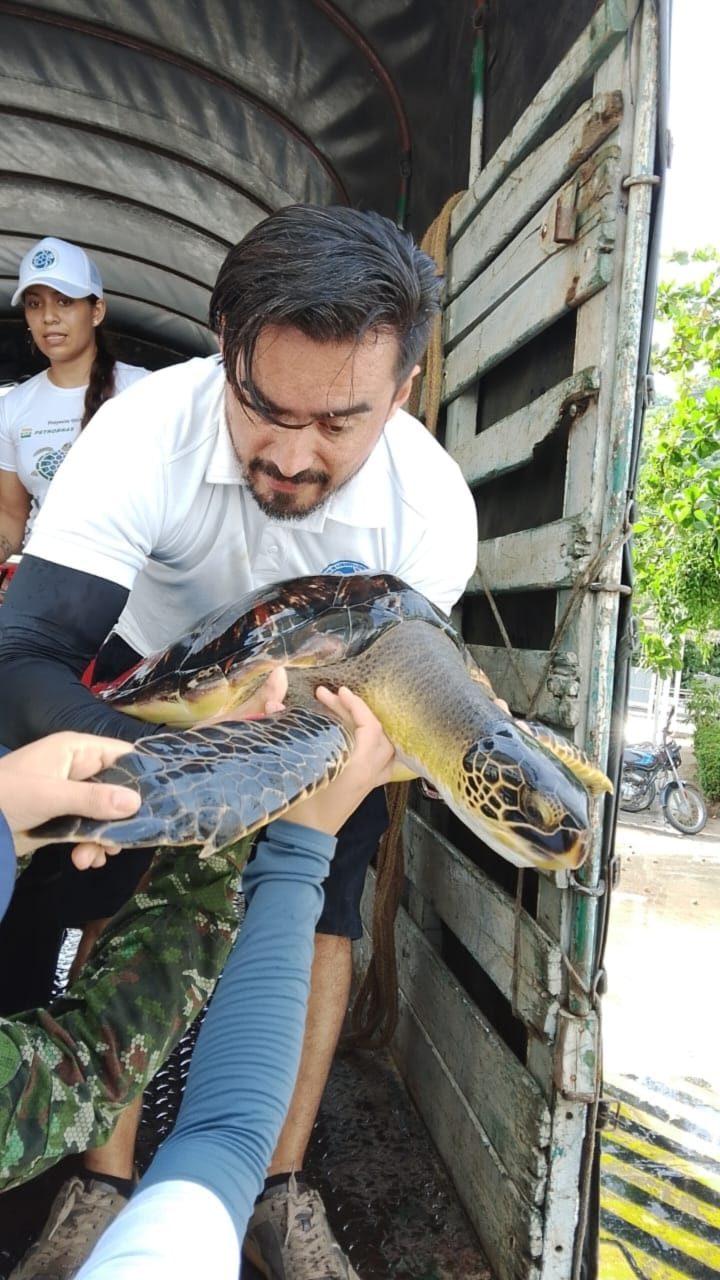 Manejo de una tortuga marina