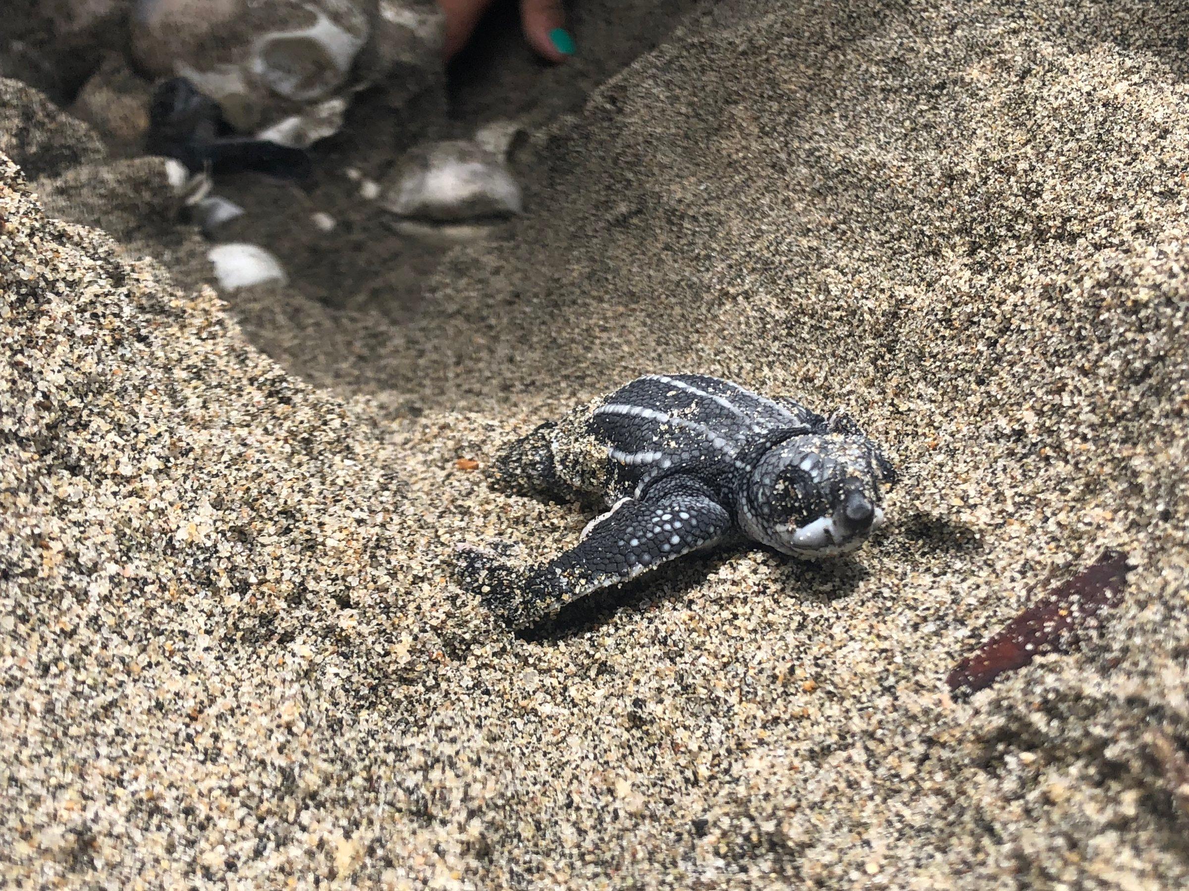 Cría de tortuga laúd camino al mar