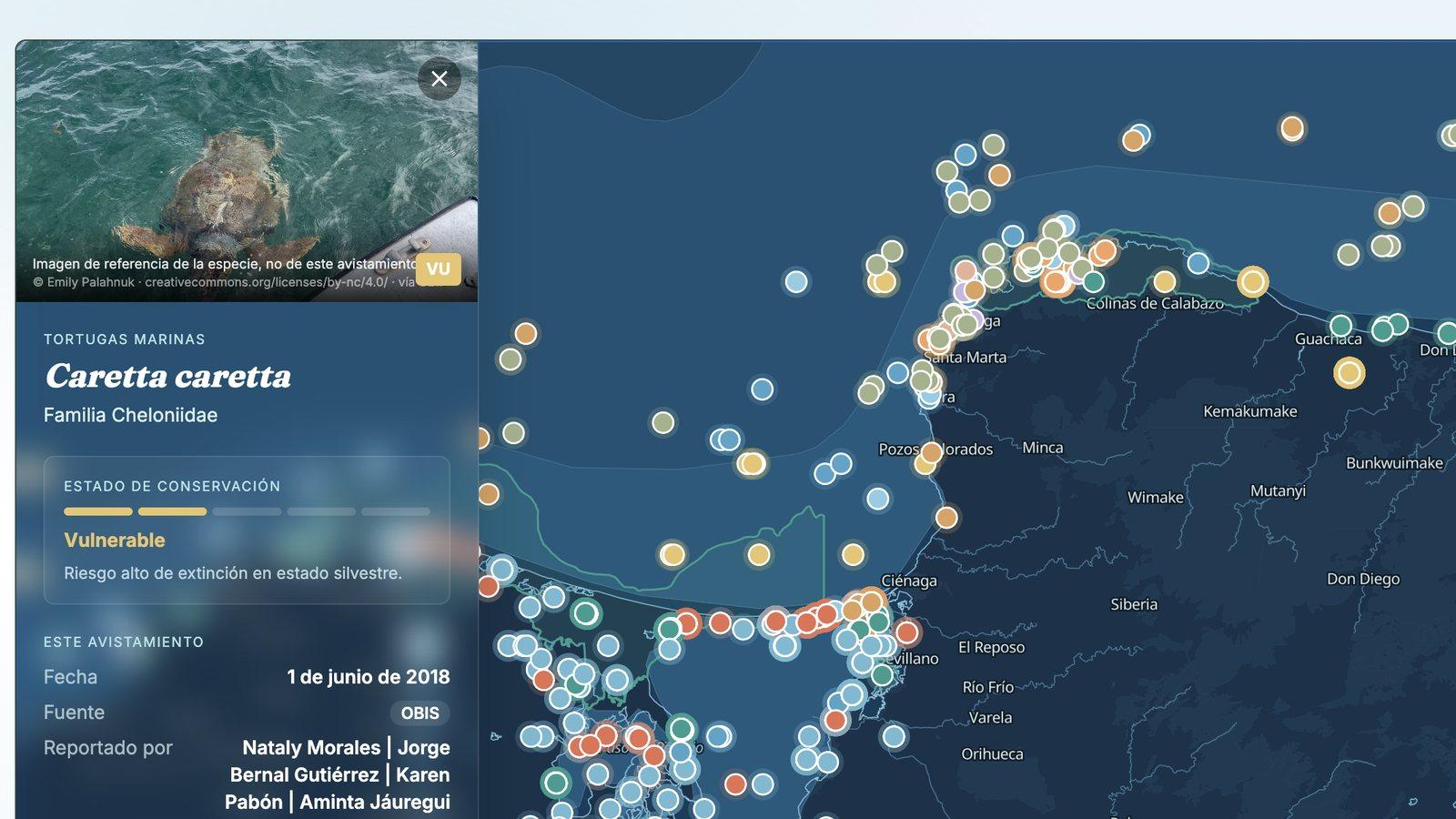 El Observatorio Marino: mapa de avistamientos del Caribe colombiano con la ficha de una tortuga caguama