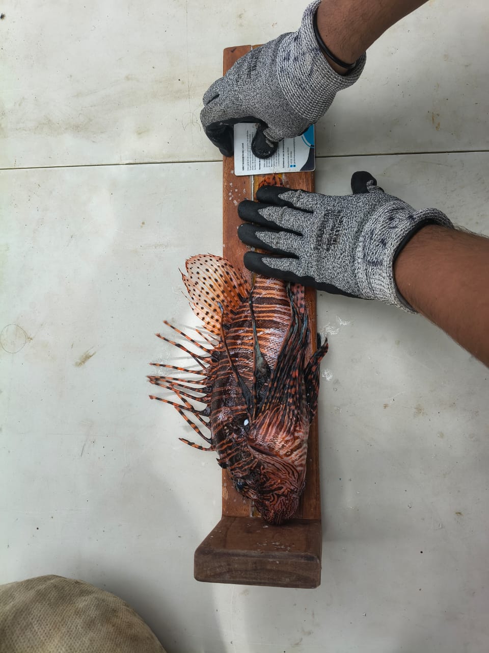 Medición de un pez león para el registro